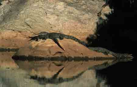 süßwasserkrokodil