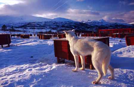 Schlittenhund Tromsö