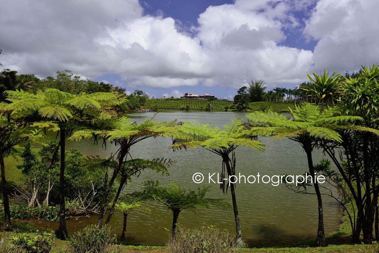teeplantage bois cherie, mauritius