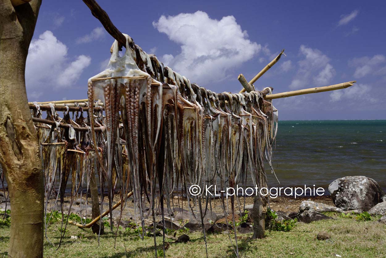 tintenfische, anse baleine, rodrigues