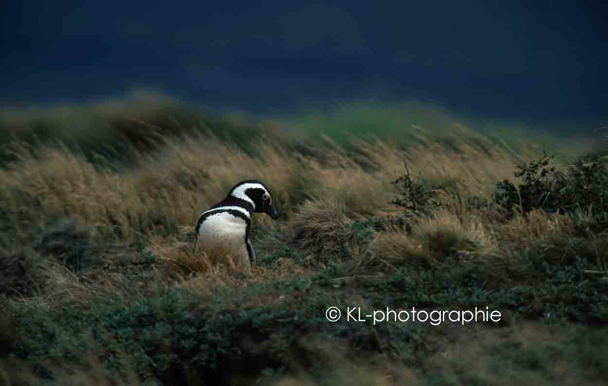 magellan-pinguin