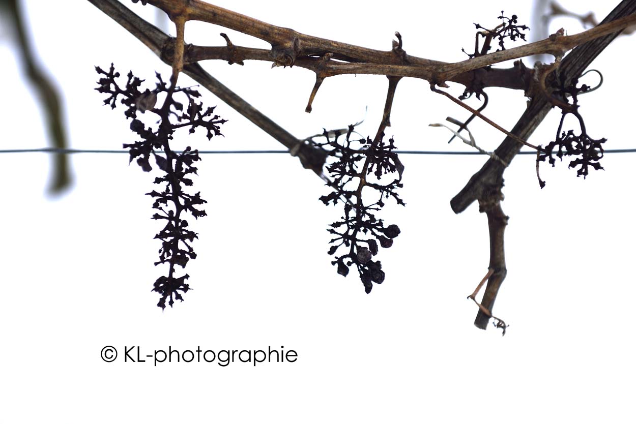 weinrebe, bei eltville
