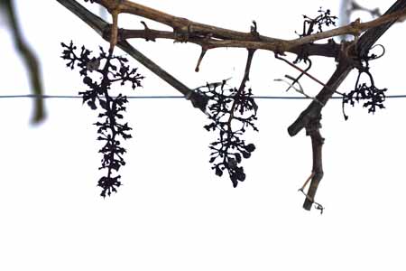 weinrebe, bei eltville