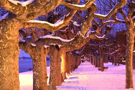 uferpromenade, eltville