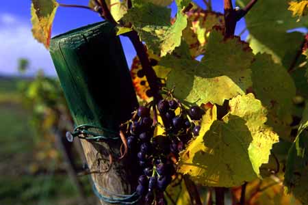 weinberg-stickel, bei eltville