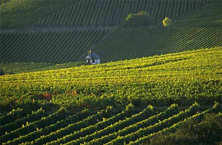 weinberge an der staatsdomäne rauenthal, eltville