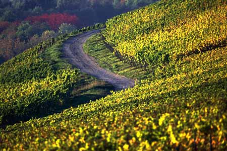 weinberge an der burg scharfenstein, kiedrich